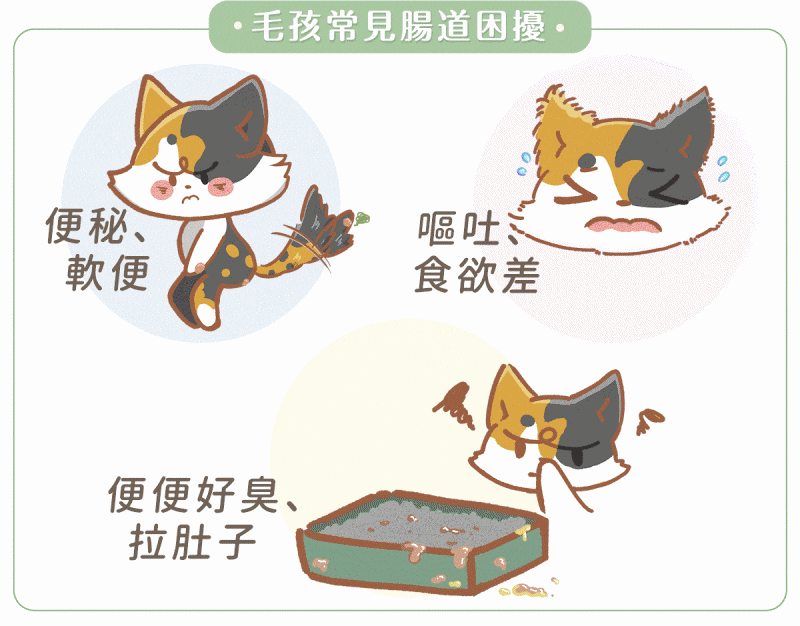 寵物。歸毛家族好腸寶。長得這麼美的貓竟然全身沾滿排泄物?媽媽為此到處求神拜佛。終於在這裡找到原因和解決辦法。全齡犬貓適用。有酵幫助降低糞便氣味。歸毛家族評價。獨家沙棘果萃取,最高營養含量。植物綜合酵素 Vala:生活中的100個美好 寵物。歸毛家族好腸寶。長得這麼美的貓竟然全身沾滿排泄物?媽媽為此到處求神拜佛。終於在這裡找到原因和解決辦法。全齡犬貓適用。有酵幫助降低糞便氣味。歸毛家族評價。獨家沙棘果萃取,最高營養含量。植物綜合酵素 Vala:生活中的100個美好