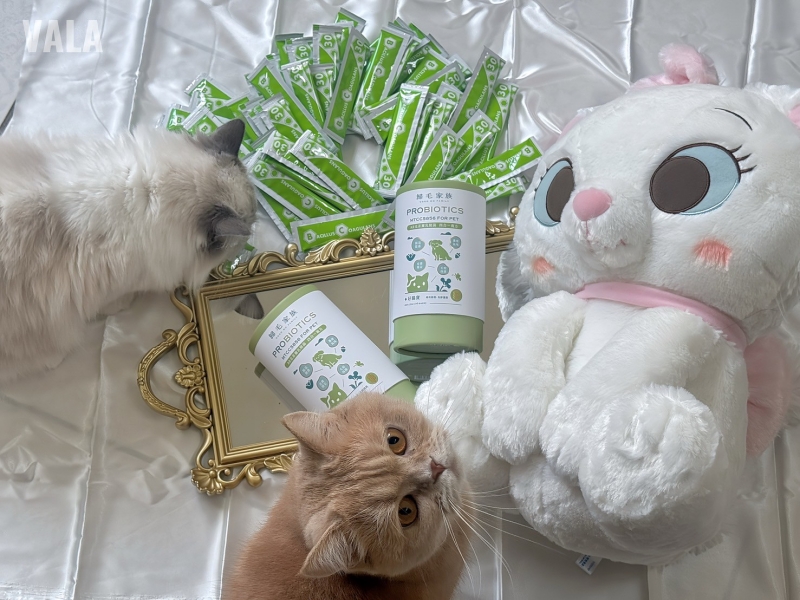 寵物。歸毛家族好腸寶。長得這麼美的貓竟然全身沾滿排泄物?媽媽為此到處求神拜佛。終於在這裡找到原因和解決辦法。全齡犬貓適用。有酵幫助降低糞便氣味。歸毛家族評價。獨家沙棘果萃取,最高營養含量。植物綜合酵素 Vala:生活中的100個美好 寵物。歸毛家族好腸寶。長得這麼美的貓竟然全身沾滿排泄物?媽媽為此到處求神拜佛。終於在這裡找到原因和解決辦法。全齡犬貓適用。有酵幫助降低糞便氣味。歸毛家族評價。獨家沙棘果萃取,最高營養含量。植物綜合酵素 Vala:生活中的100個美好