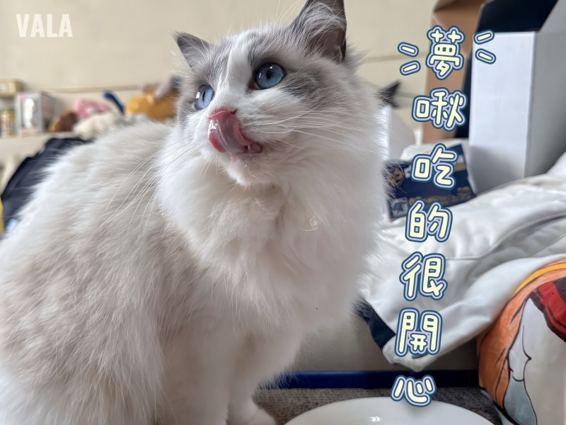寵物。歸毛家族好腸寶。長得這麼美的貓竟然全身沾滿排泄物?媽媽為此到處求神拜佛。終於在這裡找到原因和解決辦法。全齡犬貓適用。有酵幫助降低糞便氣味。歸毛家族評價。獨家沙棘果萃取,最高營養含量。植物綜合酵素 Vala:生活中的100個美好 寵物。歸毛家族好腸寶。長得這麼美的貓竟然全身沾滿排泄物?媽媽為此到處求神拜佛。終於在這裡找到原因和解決辦法。全齡犬貓適用。有酵幫助降低糞便氣味。歸毛家族評價。獨家沙棘果萃取,最高營養含量。植物綜合酵素 Vala:生活中的100個美好